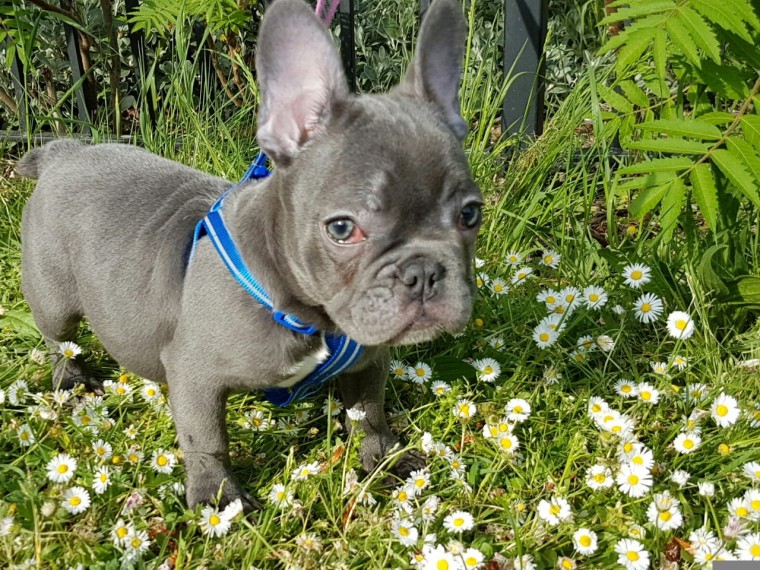 Lovely and Playful French Bulldog Puppies Ready For Sale Now- E mail on ( paulhulk789@gmail.com ) Image eClassifieds4u