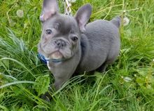 Amazing French Bulldog Puppies Ready For Sale -E mail on ( paulhulk789@gmail.com ) Image eClassifieds4U