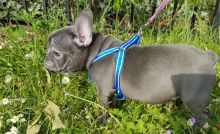 Amazing Quality French Bulldog Puppies Ready For Sale -E mail on ( paulhulk789@gmail.com ) Image eClassifieds4U