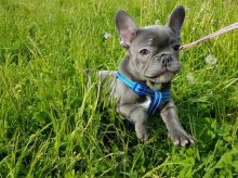 Beautiful French Bulldog Puppies Ready For Sale -E mail on ( paulhulk789@gmail.com ) Image eClassifieds4U