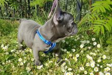 Excellent Trained French Bulldog Puppies Ready For Sale - E mail on ( paulhulk789@gmail.com ) Image eClassifieds4U