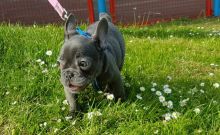 Fantastic and Healthy French Bulldog Puppies Ready For Sale - E mail on ( paulhulk789@gmail.com ) Image eClassifieds4U