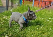 Home Raised French Bulldog Puppies Ready For Sale Now -E mail on ( paulhulk789@gmail.com ) Image eClassifieds4U