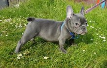 Outstanding French Bulldog Puppies Ready For Sale -E mail on ( paulhulk789@gmail.com ) Image eClassifieds4U
