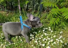 Show Type French Bulldog Puppies Ready For Sale- E mail on ( paulhulk789@gmail.com ) Image eClassifieds4U