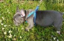 Well Trained French Bulldog Puppies Ready For Sale -E mail on ( paulhulk789@gmail.com ) Image eClassifieds4U