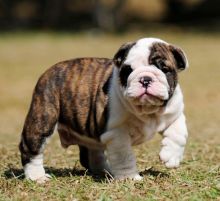 Beautiful English Bulldog Puppy for adoption +14695670990