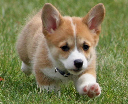 Cute Pembroke Welsh Corgi Puppies For Adoption 🎄🎄Text or call (708) 928-5512 Image eClassifieds4u