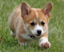 Cute Pembroke Welsh Corgi Puppies For Adoption 🎄🎄Text or call (708) 928-5512 Image eClassifieds4U