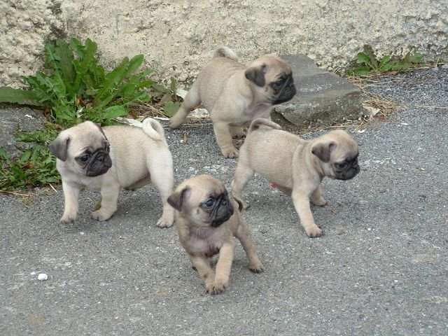 Two Top Class Pug Puppies Available Image eClassifieds4u