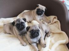 Adorable outstanding Pug puppies