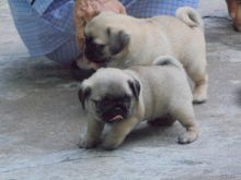 Family Raised Pug Puppies Available
