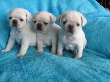 Friendly Tea Pug Puppies Available