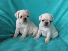 Home raised Pug puppies for rehoming