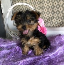 Male and Female Yorkie Puppies