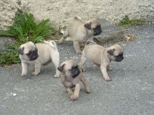 Nice and Healthy Pug Puppies Available