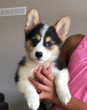 Pembroke Welsh Corgi puppies available ✔ ✔ ✔ Email at ⇛⇛ ( marcbradly1975@gmail.com )
