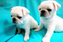 Registered Pug Puppies For Re-Homing