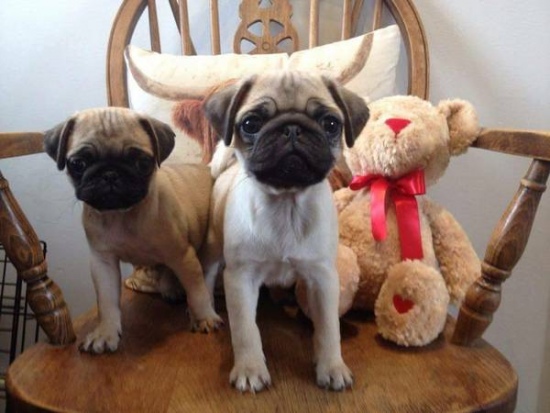 Adorable outstanding Pug puppies Image eClassifieds4u
