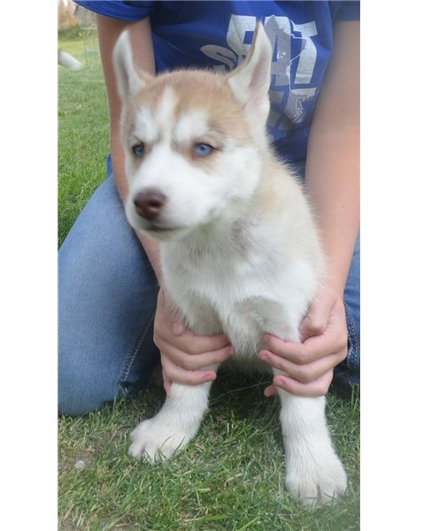 Beautiful Purebred siberian huskyPuppies Image eClassifieds4u