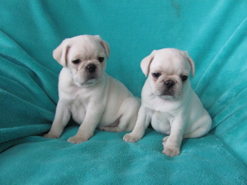 Home raised Pug puppies for rehoming Image eClassifieds4u