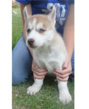 Beautiful Purebred siberian huskyPuppies Image eClassifieds4u 1