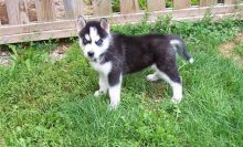 Beautiful Siberian Husky puppies Image eClassifieds4U