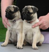 Two Pug Puppies Needs a New Family Image eClassifieds4u 2