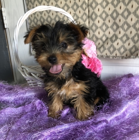 Male and Female Yorkie Puppies Image eClassifieds4u