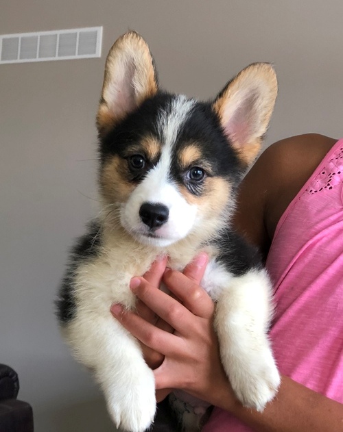 Pembroke Welsh Corgi puppies available ✔ ✔ ✔ Email at ⇛⇛ ( marcbradly1975@gmail.com ) Image eClassifieds4u