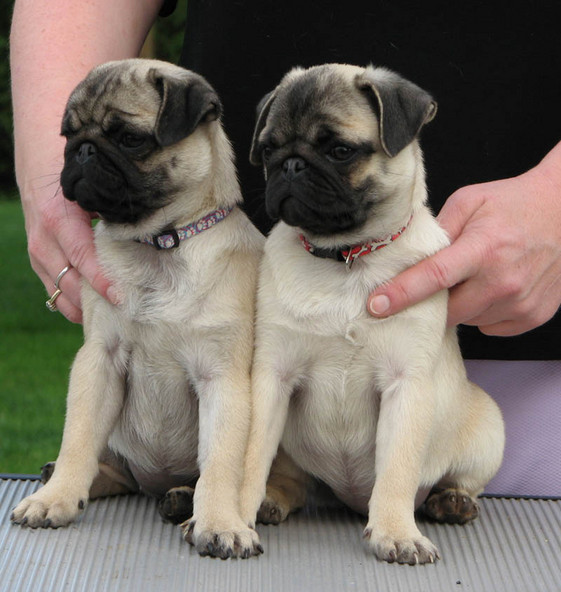Two Pug Puppies Needs a New Family Image eClassifieds4u