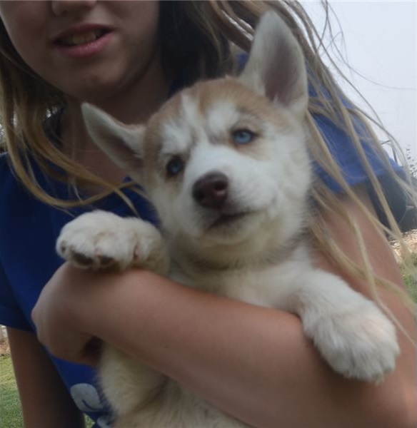 Amazing and beautiful chihuahua Puppies. Image eClassifieds4u