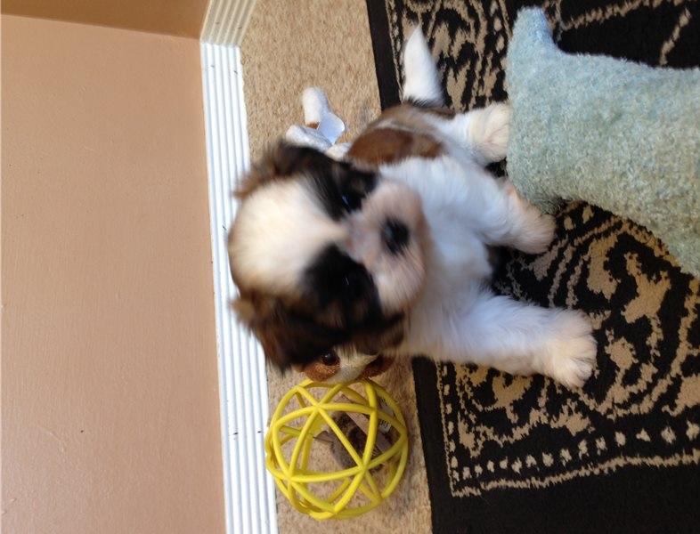 English Shih-tzu pups around for Rehoming. Email at==((danial.lutes67@gmail.com)) Image eClassifieds4u