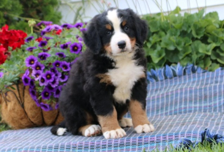 Cuddly Bernese Mountain Dog Puppies For Good Homes- E mail on ( paulhulk789@gmail.com ) Image eClassifieds4u