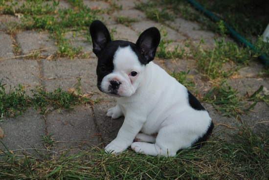 playful 100% Pure French bulldog puppies male Puppy. Image eClassifieds4u
