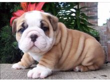 Available are my Two English bulldog puppies