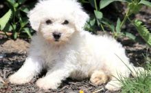 Beautiful Bichon Frise Puppies Now Available-E mail on ( paulhulk789@gmail.com )