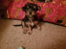 Beautiful Purebred Yorkie Puppies