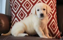 Charming Labrador Retriever Puppies For Sale-E mail on ( paulhulk789@gmail.com )