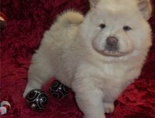 Cream Chow Chow Puppies Ready and Available Now-E mail on ( paulhulk789@gmail.com)