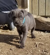Cuddly Cane Corso (Italian Mastiff) Puppies For Good Homes-Text now (204) 817-5731