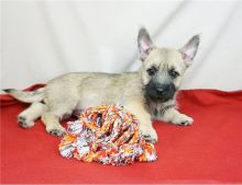 Darling Cairn Terrier Pups Ready Now-E mail on ( paulhulk789@gmail.com )