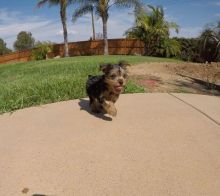 Gorgeous and Healthy Yorkie Puppies for adoption