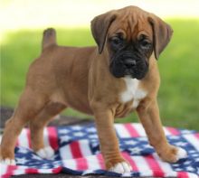 Handsome Boxer Puppies Ready For Lovely Families-E mail on ( paulhulk789@gmail.com )