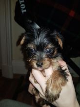 Kc Yorkshire Terrier Puppies