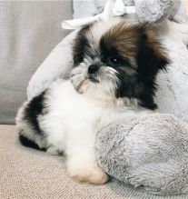 Male and female Shih-tzu pups