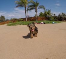 Purebred Tiny Yorkie Puppies