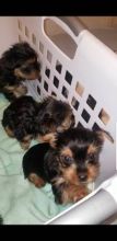 Purebred Yorkie Puppies