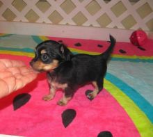 Beautiful, Pre-spoiled Chihuahua Puppies (mcginn2456@gmail.com) call/text (315) 522-1634 .