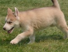 Pure Bred Full Pedigree Siberian Husky Pups. (mcginn2456@gmail.com) call/text (315) 522-1634 .